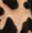 Paille