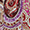 Rose vif